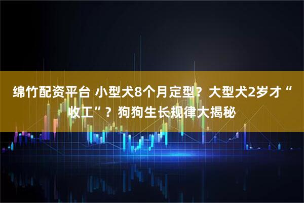 绵竹配资平台 小型犬8个月定型？大型犬2岁才“收工”？狗狗生长规律大揭秘